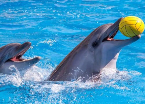 Dolphin Show in Hurghada