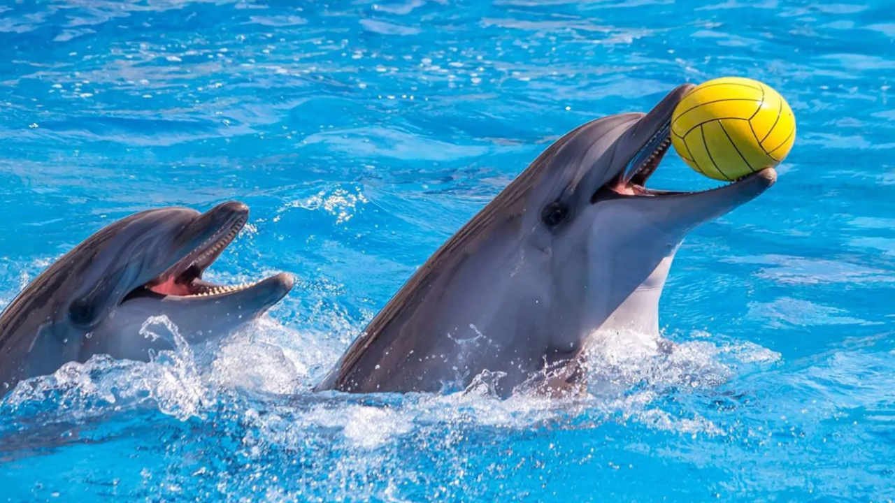 Dolphin Show in Hurghada