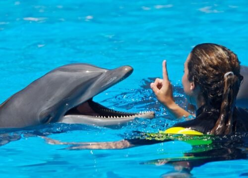 Hurghada Dolphin House Boat Tour with Snorkeling Stops and Lunch